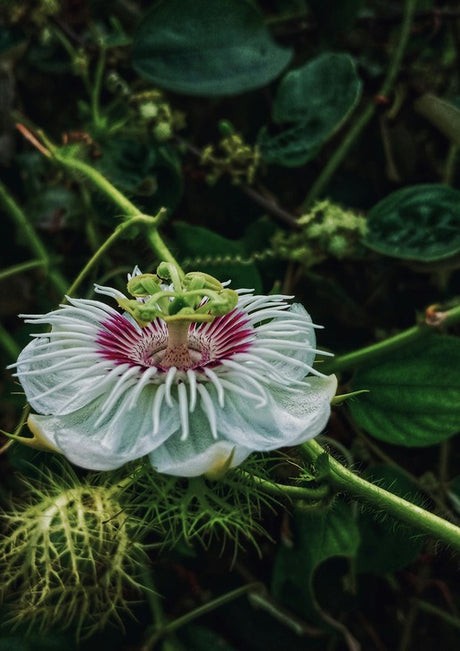 Exploring the Uses and Benefits of Passion Flower